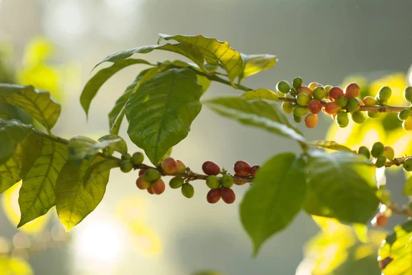 Κλείσιμο των κόκκων καφέ σε κλαδιά δέντρων που περιβάλλεται από πράσινο κάτω από το φως του ήλιου στη Γουατεμάλα — Φωτογραφία Αρχείου