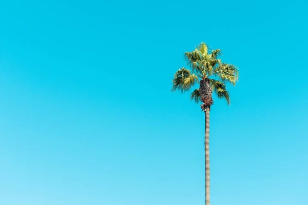 Vue à angle bas des palmiers sous un ciel bleu et la lumière du soleil pendant la journée — Photo