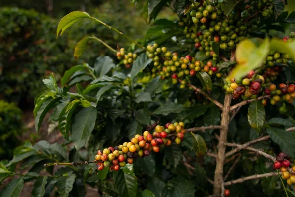 Primer plano de granos de café en ramas de árboles rodeados de vegetación bajo la luz del sol en Guatemala — Foto de Stock