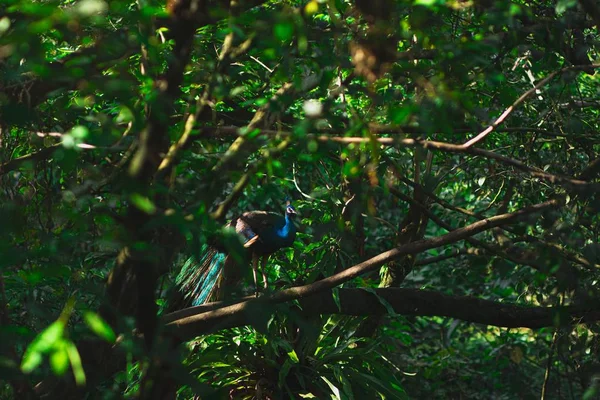 Paon Bleu Sur Une Branche Arbre Entourée Verdure Sous Lumière — Photo