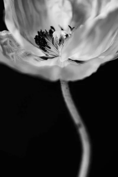 Вертикальний Крупним Планом Сірий Знімок Квітки Анемони Чорному Тлі — стокове фото