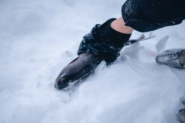Closeup shot of a person holding a fish in the north of Sweden — 스톡 사진