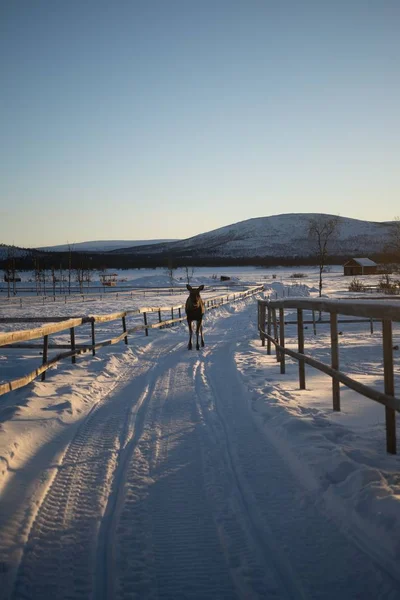 Animal Granja Dando Paseo Por Campo Nevado Norte Suecia —  Fotos de Stock