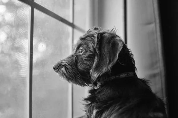 Cão Preto Olhando Para Fora Uma Janela Vidro Sob Luz — Fotografia de Stock
