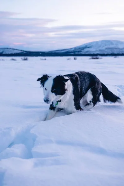 Pionowe Ujęcie Słodkiego Psa Spacerującego Zaśnieżonym Polu Północy Szwecji — Zdjęcie stockowe