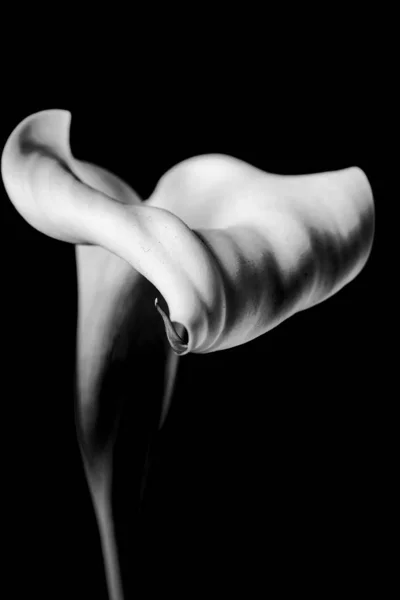 Вертикальный Крупный План Серого Цветка Лилии Черном Фоне — стоковое фото