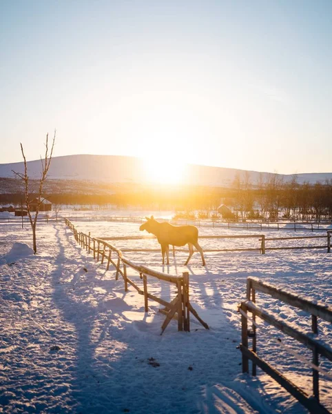 Egy Jávorszarvas Áll Fakerítés Mögött Nap Süt Háttérben Észak Svédországban — Stock Fotó