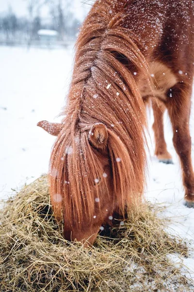 Colpo Verticale Cavallo Con Capelli Lunghi Che Mangia Fieno Nel — Foto Stock