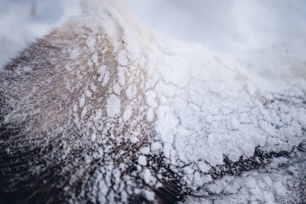 Zbliżenie Ujęcia Śniegu Psich Włosach Północy Szwecji — Zdjęcie stockowe