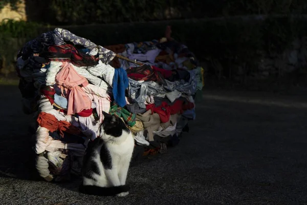 Katze sitzt auf dem Boden neben einem Boot — Stockfoto