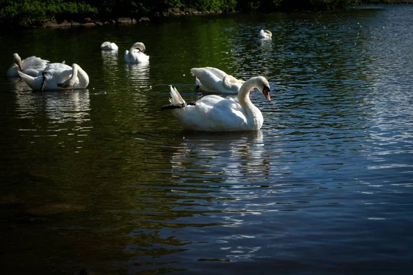 Krásný Záběr Labutí Jezeře — Stock fotografie