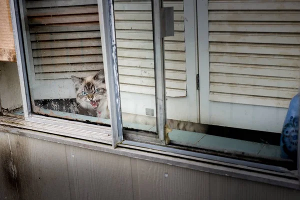 화난 고양이 — 스톡 사진