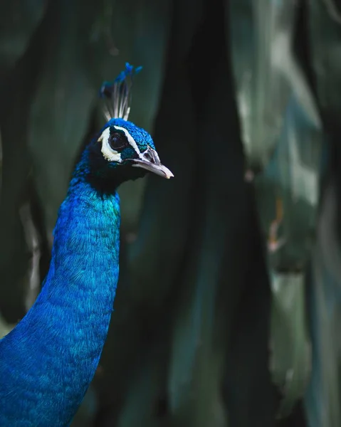Peafowl Blu Immerso Nel Verde Sotto Luci Con Uno Sfondo — Foto Stock