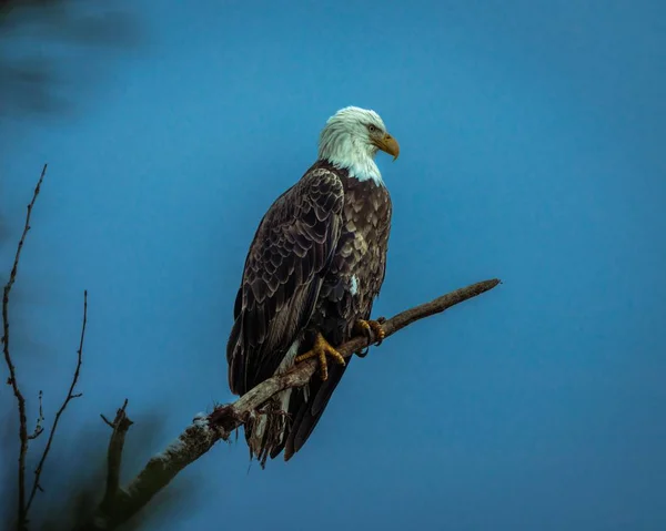 Tiro Ángulo Bajo Águila Sentada Una Rama Árbol — Foto de Stock