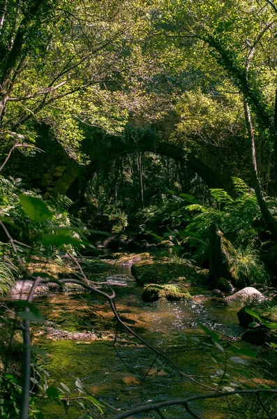 Tiro vertical de um rio no meio de uma floresta cheia de diferentes tipos de plantas — Fotografia de Stock