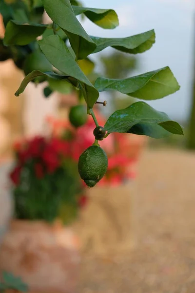 Vertical shot of a fruit growing attached to the branch with green leaves