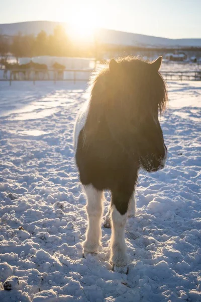 Plan vertical d'un cheval aux cheveux longs dans le nord de la Suède — Photo