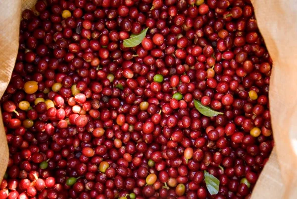 Closeup of fresh coffee beans in a bag under sunlight in Guatemala — Stock Photo, Image