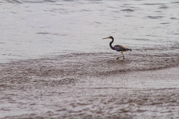 Eine Selektive Fokusaufnahme Eines Seevogels Mit Langem Schnabel Der Wasser — Stockfoto