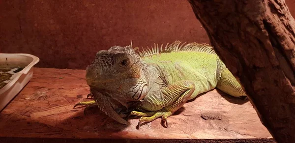 Een Closeup Shot Van Een Schattige Groene Leguaan Genietend Van — Stockfoto