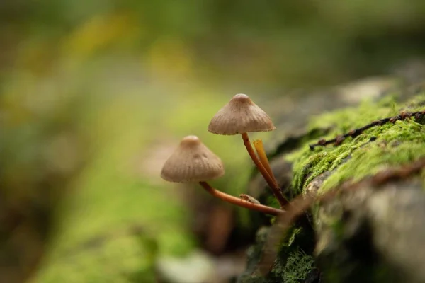 Selective Focus Shot Two Common Bonnet Mushrooms Inthornecombe Woods Dorchester — 스톡 사진