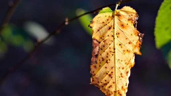 Closeup tiro de uma folha seca de outono amarelo em um fundo borrado — Fotografia de Stock