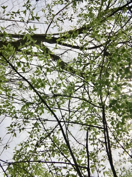 Vertical low angle shot of the beautiful leaves on a tree in a forest — Stock Photo, Image