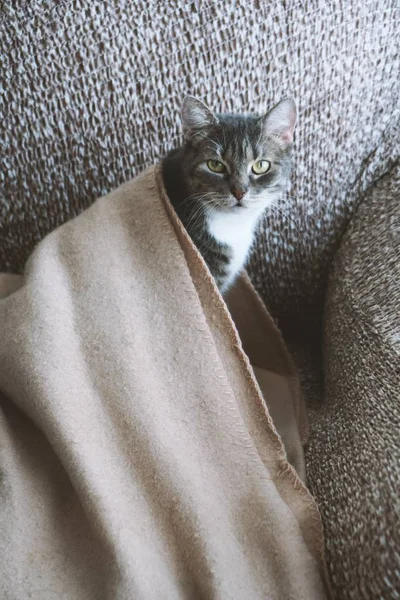 一只披着毛毯坐在沙发上的可爱猫的竖直照片 — 图库照片