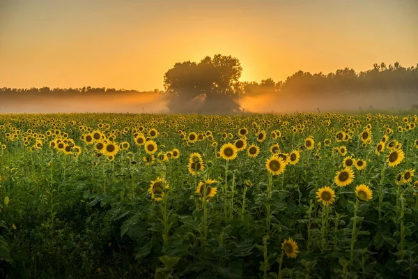 Ein Atemberaubender Blick Auf Ein Feld Voller Sonnenblumen Und Die — Stockfoto