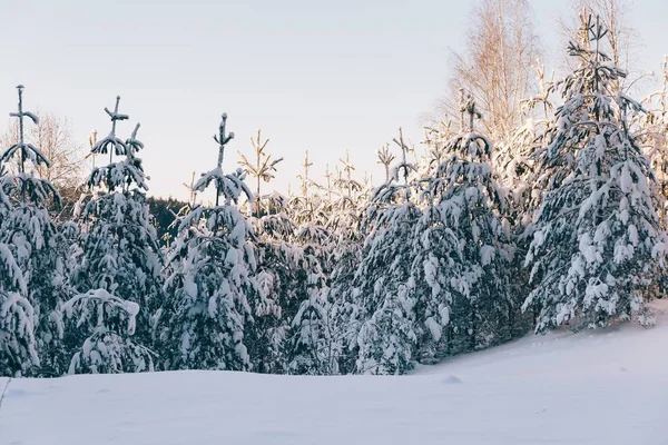 雪に覆われた丘の上の雪に覆われた木々の美しい景色 — ストック写真