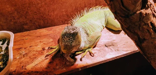 Closeup Shot Cute Green Iguana Enjoying Sunlight While Lying Brown — 스톡 사진