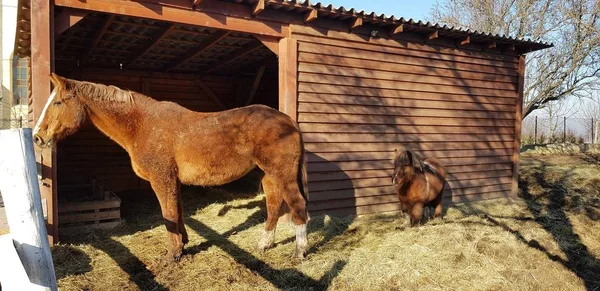 Brown Horse Foal Standing Dry Grass Wooden Barn — Stock Photo, Image