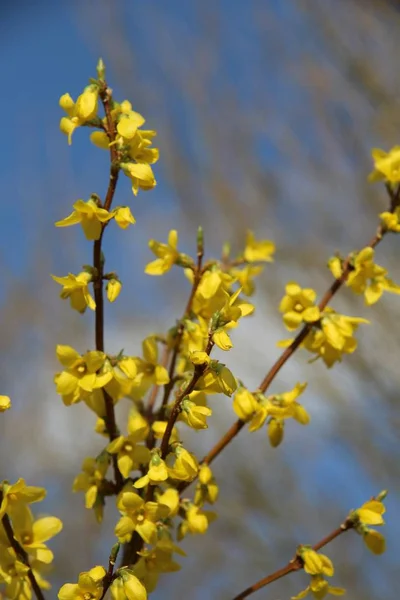 Vertikální Selektivní Záběr Květy Forsythia Pod Modrou Oblohou — Stock fotografie