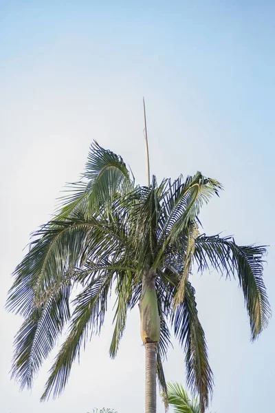 Вертикальний Низькокутний Знімок Пальми Під Яскравим Небом — стокове фото