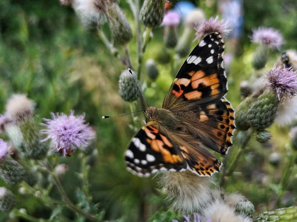 Closeup Shot Beautiful Butterfly Plant — Stock Photo, Image