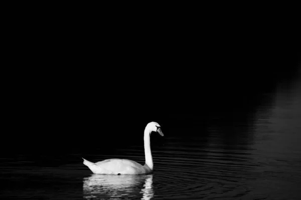 一只美丽的天鹅在湖上游泳的灰白色照片 — 图库照片