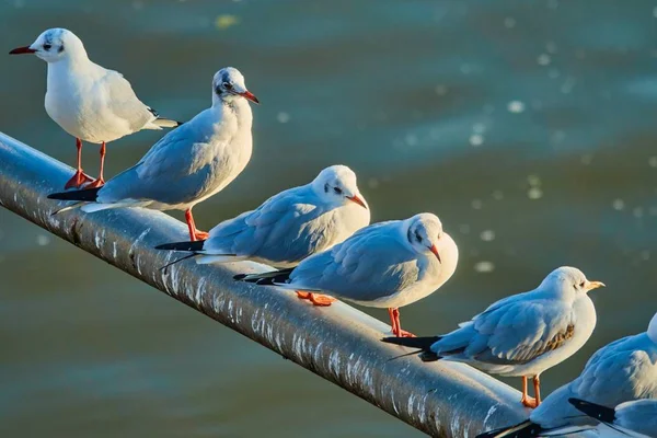 Scenery of doves standing on a stick over the river — Stock Photo, Image