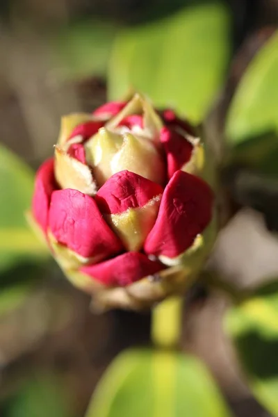 Vertical Closeup Shot Rhododendron Flower Blurred Background — 스톡 사진
