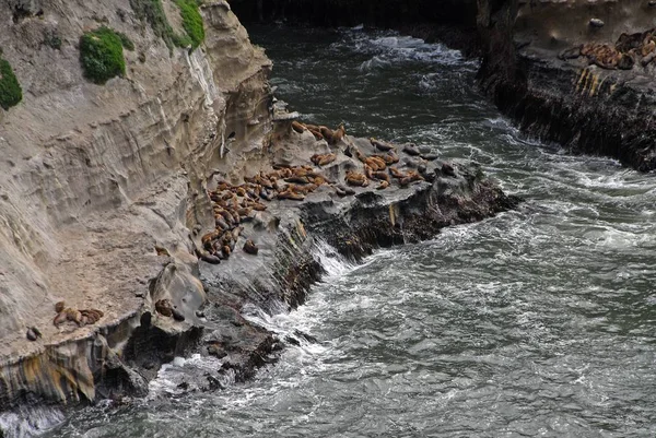 Tiro de ângulo alto de selos que colocam em uma rocha perto do córrego de água — Fotografia de Stock