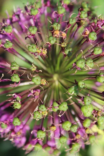 背景がぼやけているアリウムの花の垂直クローズアップショット — ストック写真