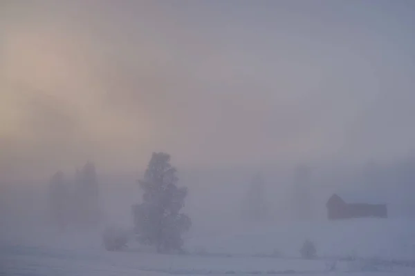 Kış boyunca sisle kaplı bir tarlanın manzarası — Stok fotoğraf