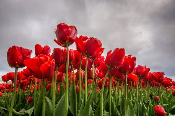 Plan Angle Bas Une Fleur Rouge Déposée Avec Ciel Nuageux — Photo