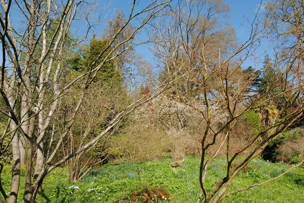 Baño Inglaterra Reino Unido Marzo 2019 Botanical Gardens Royal Victoria — Foto de Stock