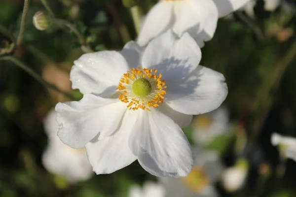 Zbliżenie Ujęcia Kwiatu Anemonu Zbiorów Zamazanym Tłem — Zdjęcie stockowe