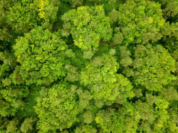 Fotografia aérea das árvores verdes de uma floresta em Dorset, Reino Unido tomada por um drone — Fotografia de Stock