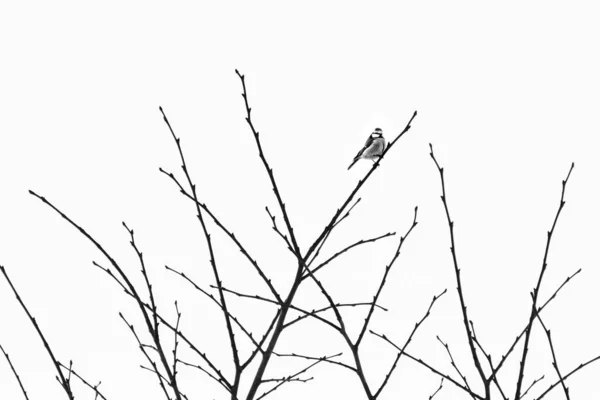 Ένα Χαριτωμένο Πουλί Κάθεται Ένα Γυμνό Δέντρο Κάτω Από Τον — Φωτογραφία Αρχείου