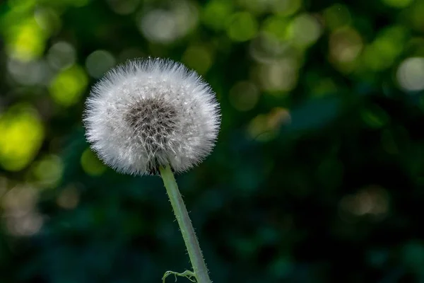 Een Close Shot Van Een Paardebloem Met Een Wazige Natuurlijke — Stockfoto