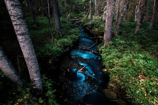 High angle shot of a mesmerizing river in the middle of a magical forest — Stock Photo, Image