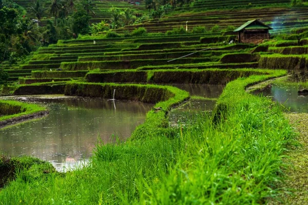 Vista de baixo ângulo dos terraços de arroz jatiluwih sob luz solar em Bali, na Indonésia — Fotografia de Stock