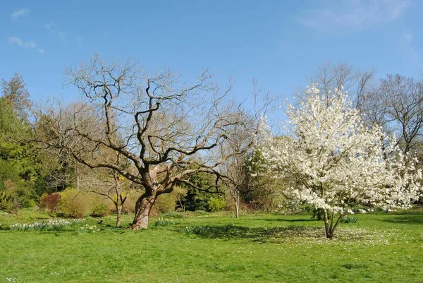 バース イングランド イギリス 2019年3月25日 植物園 ロイヤルビクトリアパーク バース イングランド 2019年3月25日庭園は1887年にヴィクトリア女王の治世中に形成された — ストック写真